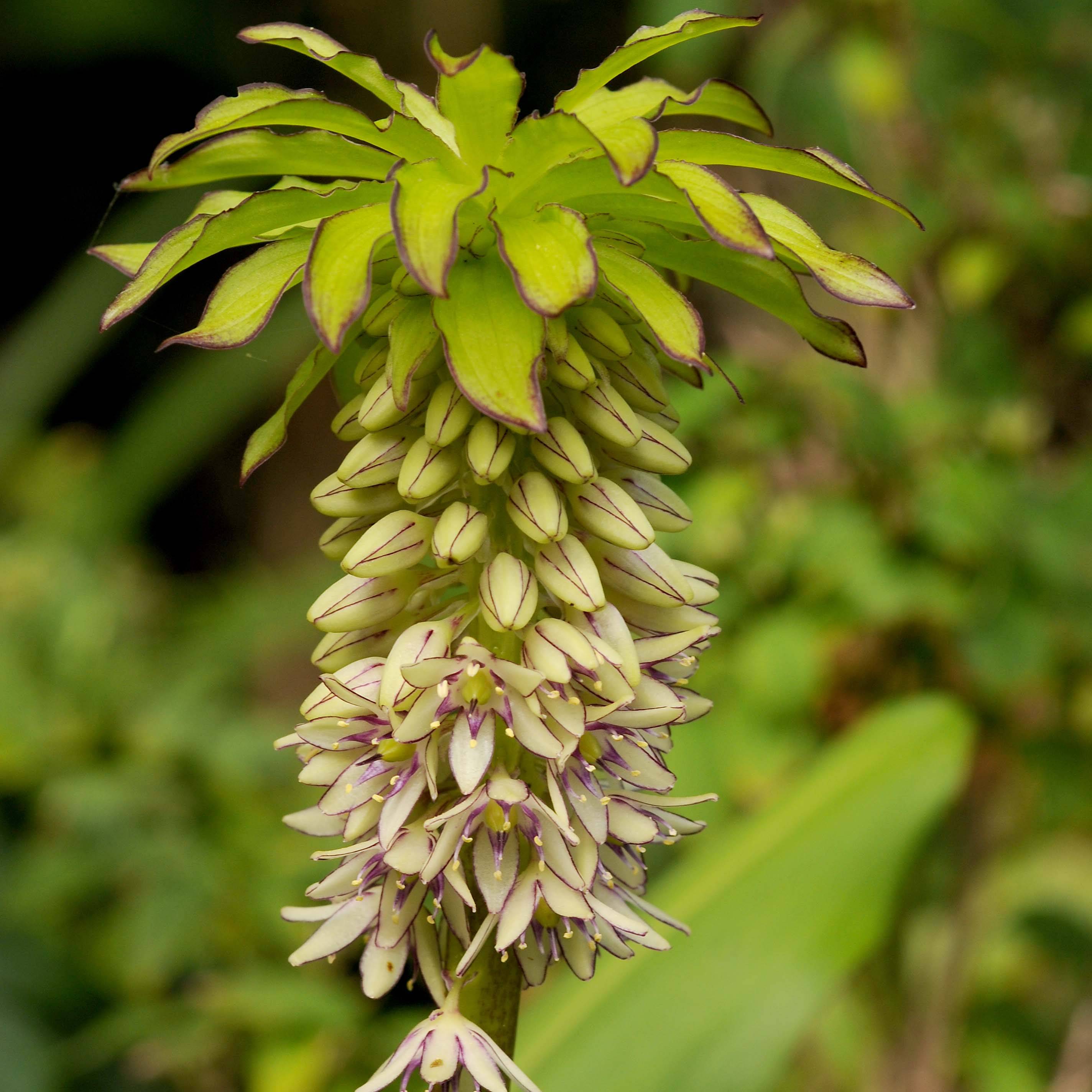 Promesse de Fleurs - Eucomis bicolor - Eucomide Pot de 2L/3L calibre 16/18