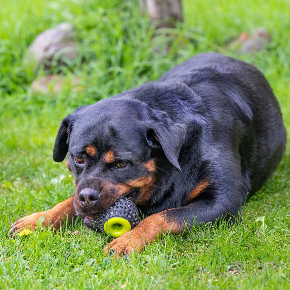 Ferplast - Ferplast Jouet Chien, Distributeur croquettes, en Matériau Durable, Non Toxique, Résistante aux Morsures, Rebondissant et Flottant, CHEWA BOING Balle - Imagen 7