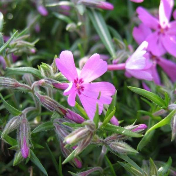 Phlox mousse  Moerheimii Pot de 2L/3L
