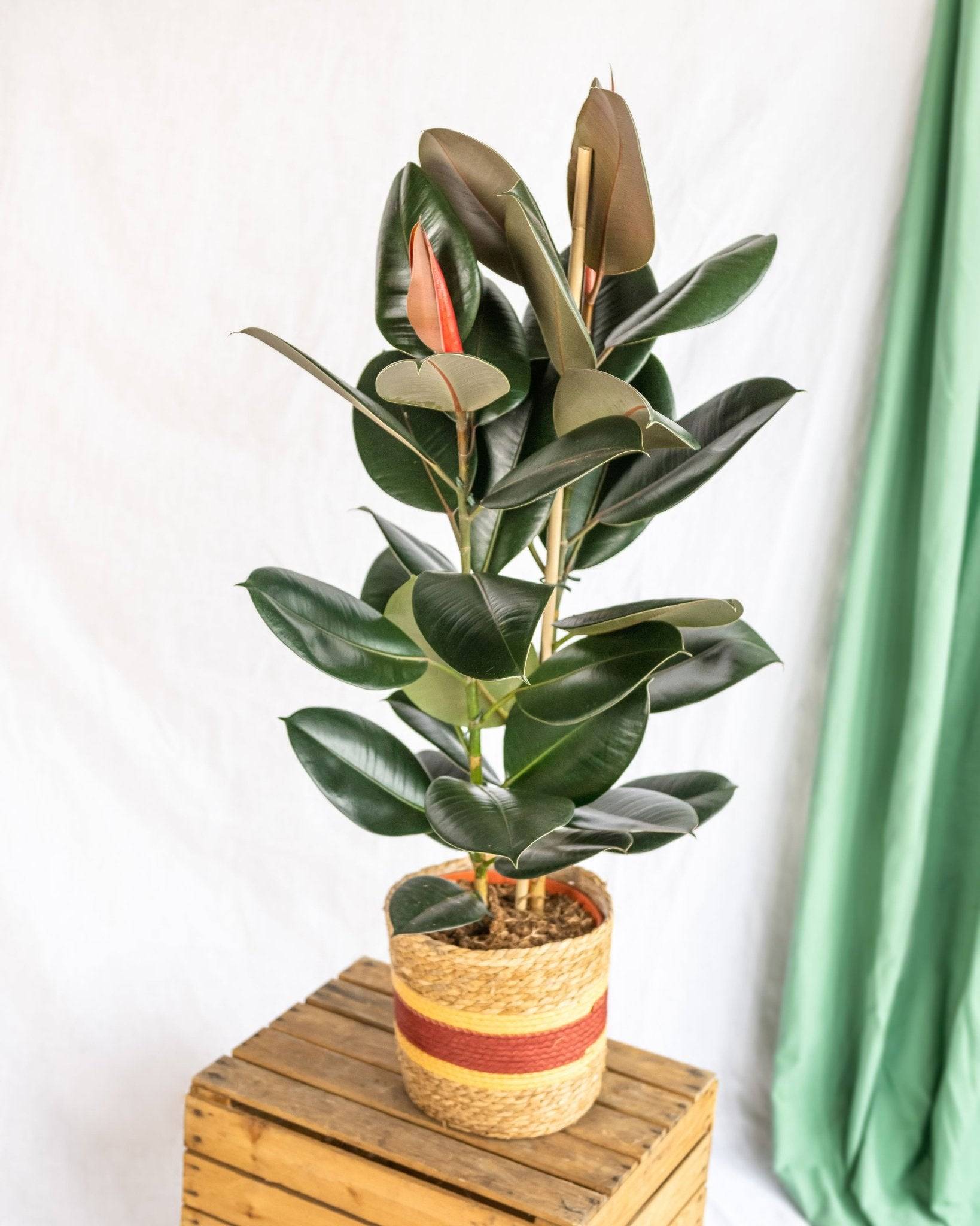 Ficus Abidjan XL 85cm - Plante d'intérieur- La Green Touch - Image 3