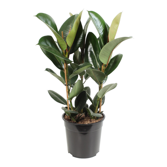 Ficus - Plante d'intérieur