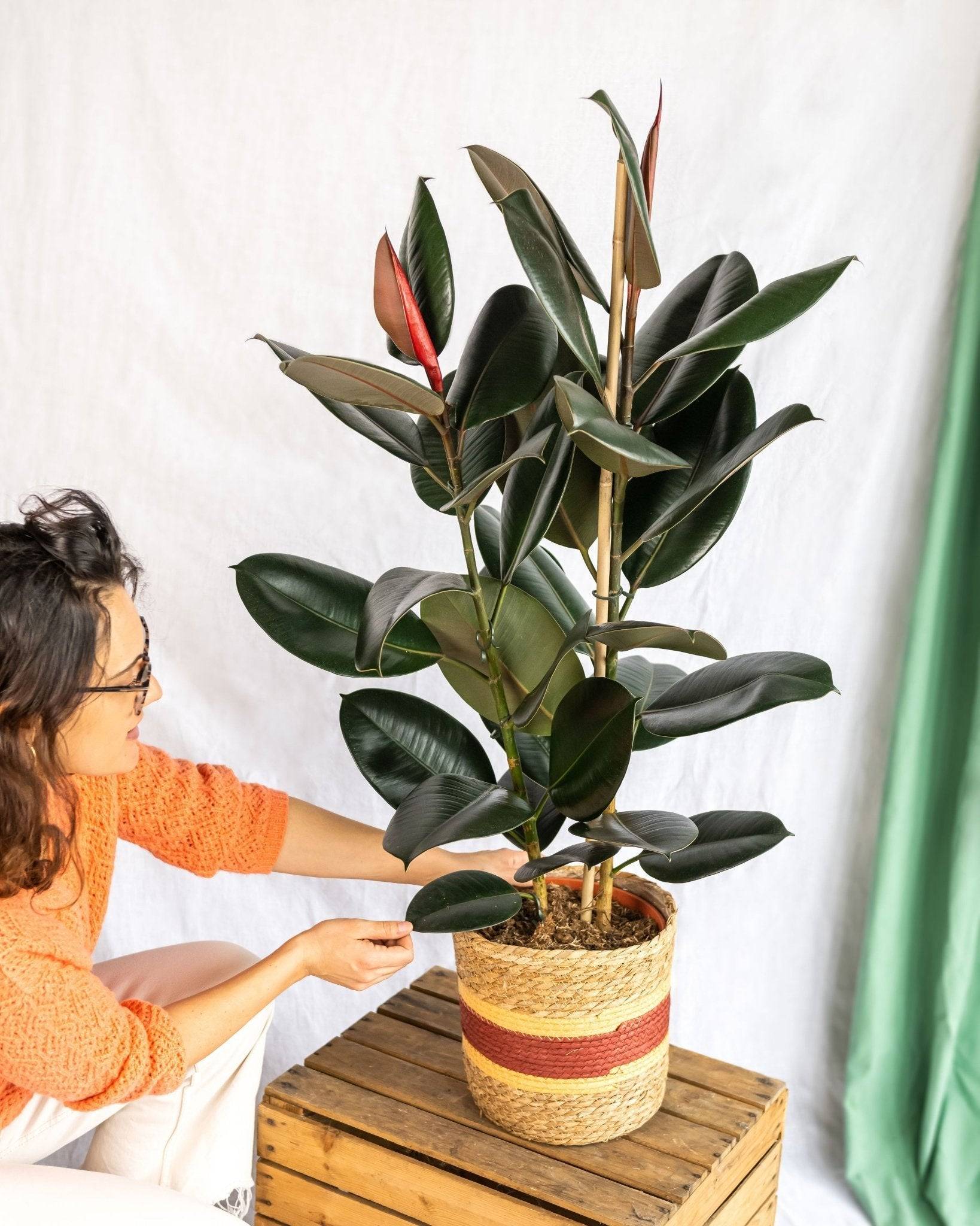 Ficus Abidjan XL 85cm - Plante d'intérieur- La Green Touch - Image 2