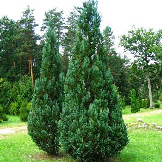 Promesse de Fleurs - Chamaecyparis lawsoniana Columnaris - Cyprès de Lawson Pot de 4L/5L - Image 1