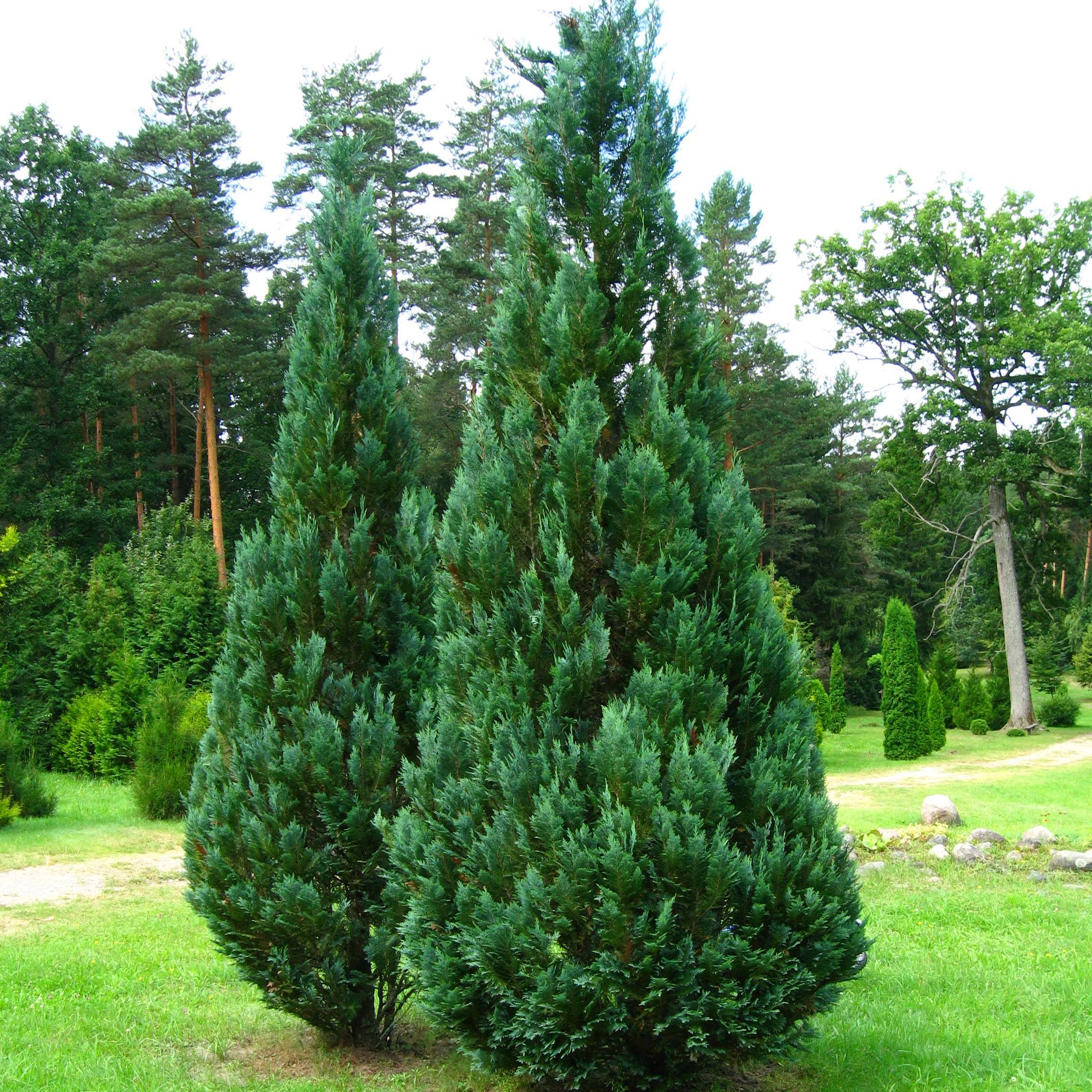 Promesse de Fleurs - Chamaecyparis lawsoniana Columnaris - Cyprès de Lawson Pot de 4L/5L - Image 1