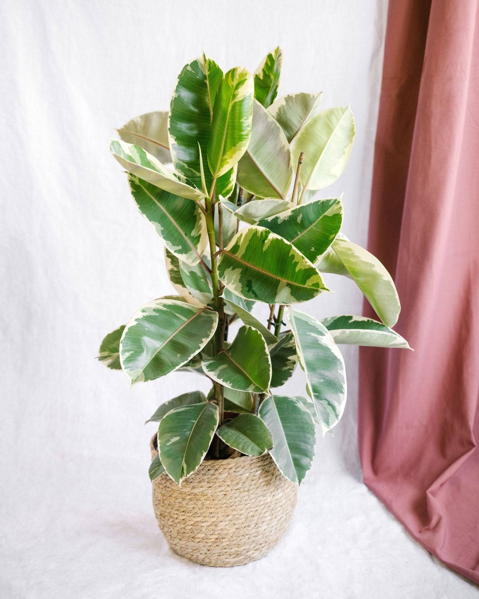 Grand Ficus Tineke h95cm 85cm - Plante d'intérieur- La Green Touch - Image 2