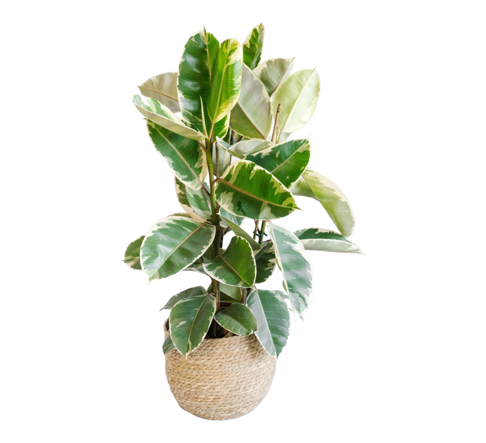 Grand Ficus Tineke h95cm 85cm - Plante d'intérieur- La Green Touch - Image 1
