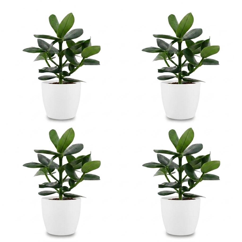 La Green Touch - Clusia rosea Princess - Arbre autographe - Lot de 4 plantes - Avec cache-pot blanc - Pot Ø12 cm, H 40 cm - Image 2