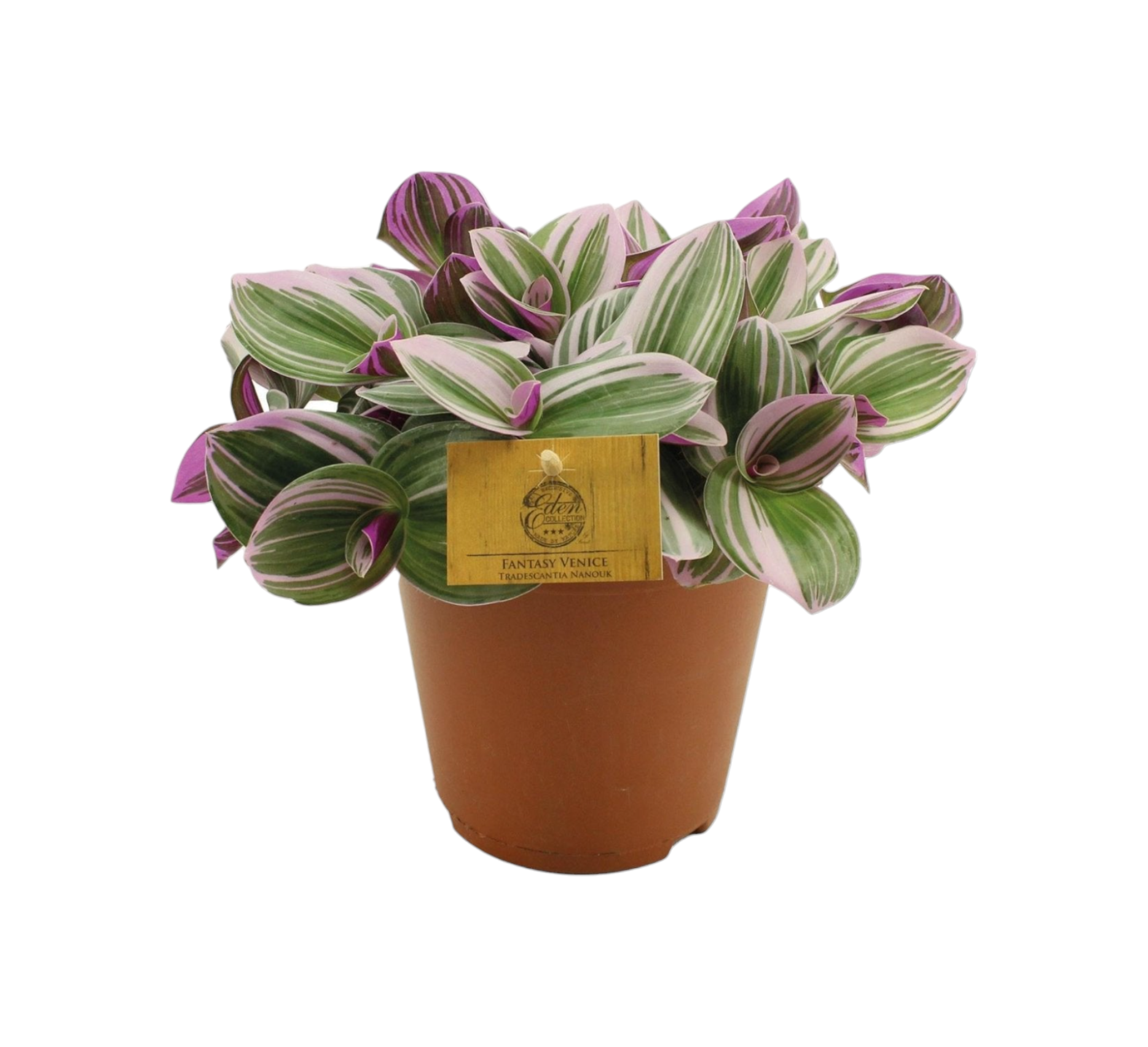La Green Touch - Misère Tradescantia Nanouk 25cm - Plante d'intérieur- La Green Touch - Imagen 1