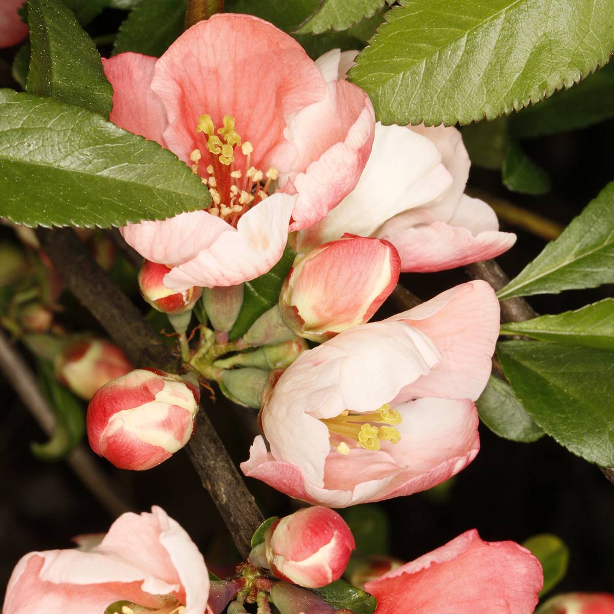 Promesse de Fleurs - Cognassier du Japon Flocon Rose - Chaenomeles speciosa Pot de 3L/4L