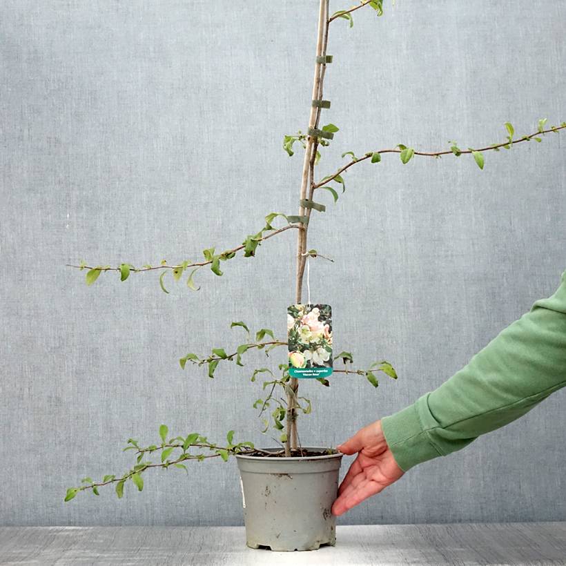 Cognassier du Japon Flocon Rose - Chaenomeles speciosa Pot de 3L/4L - Image 2
