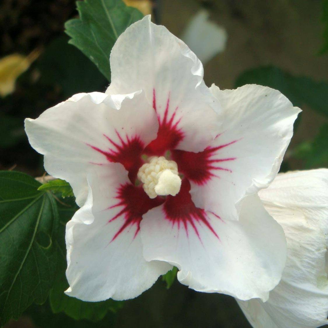Promesse de Fleurs - Hibiscus syriacus Red Heart - Mauve en arbre Godet de 8/9 cm - Image 1