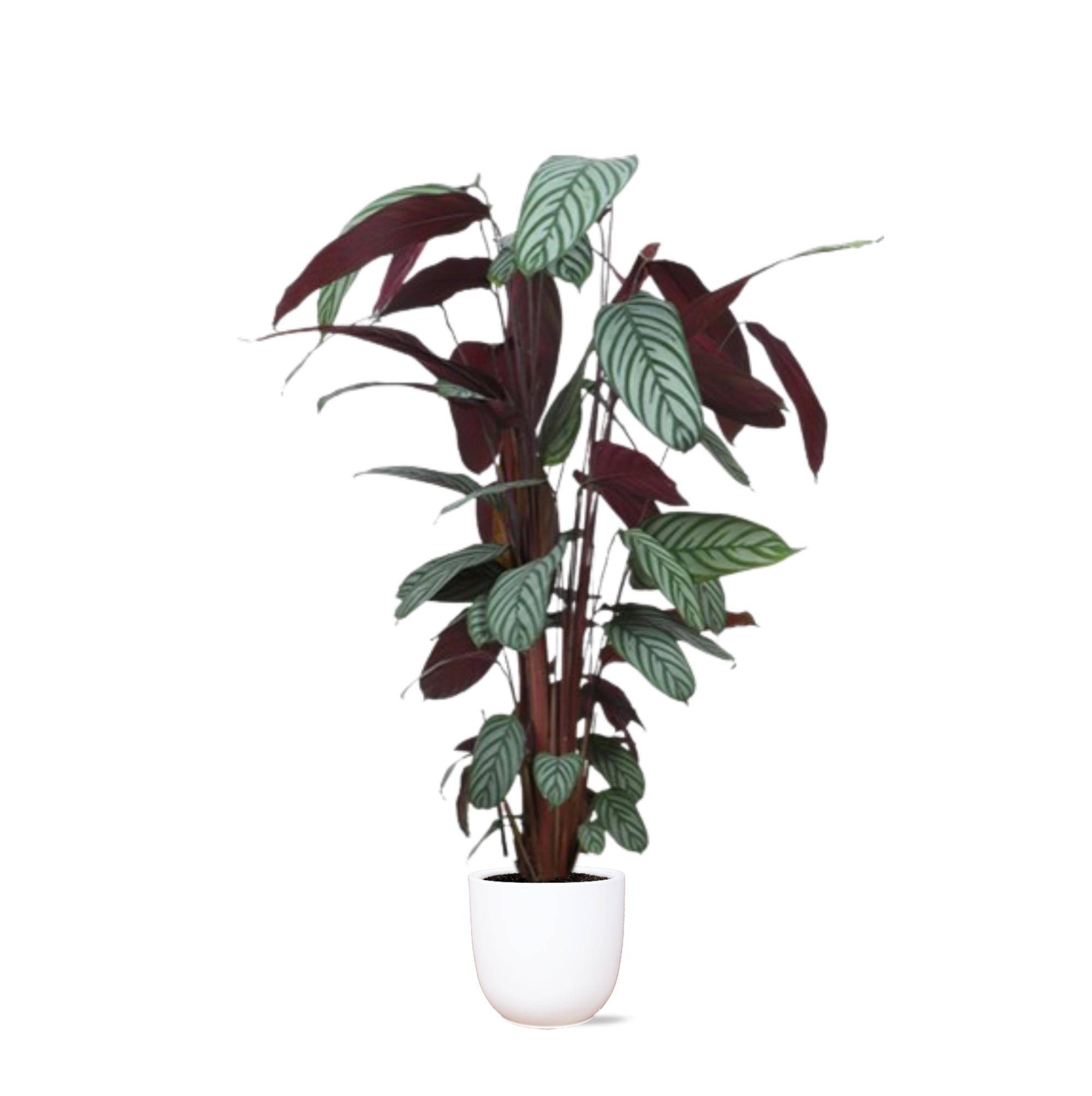 La Green Touch - Ctenanthe Oppenheimiana et son pot- La Green Touch Blanc - Hauteur 27cm
