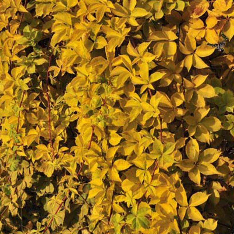 Vigne Vierge quinquefolia Yellow Wall® - Pot de 3L - Echelle bambou 60/120 cm - Imagen 2