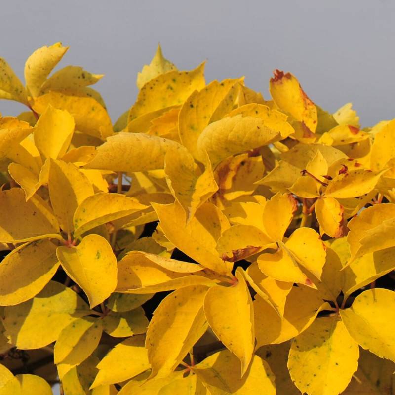 Vigne Vierge quinquefolia Yellow Wall® - Pot de 3L - Echelle bambou 60/120 cm - Imagen 1