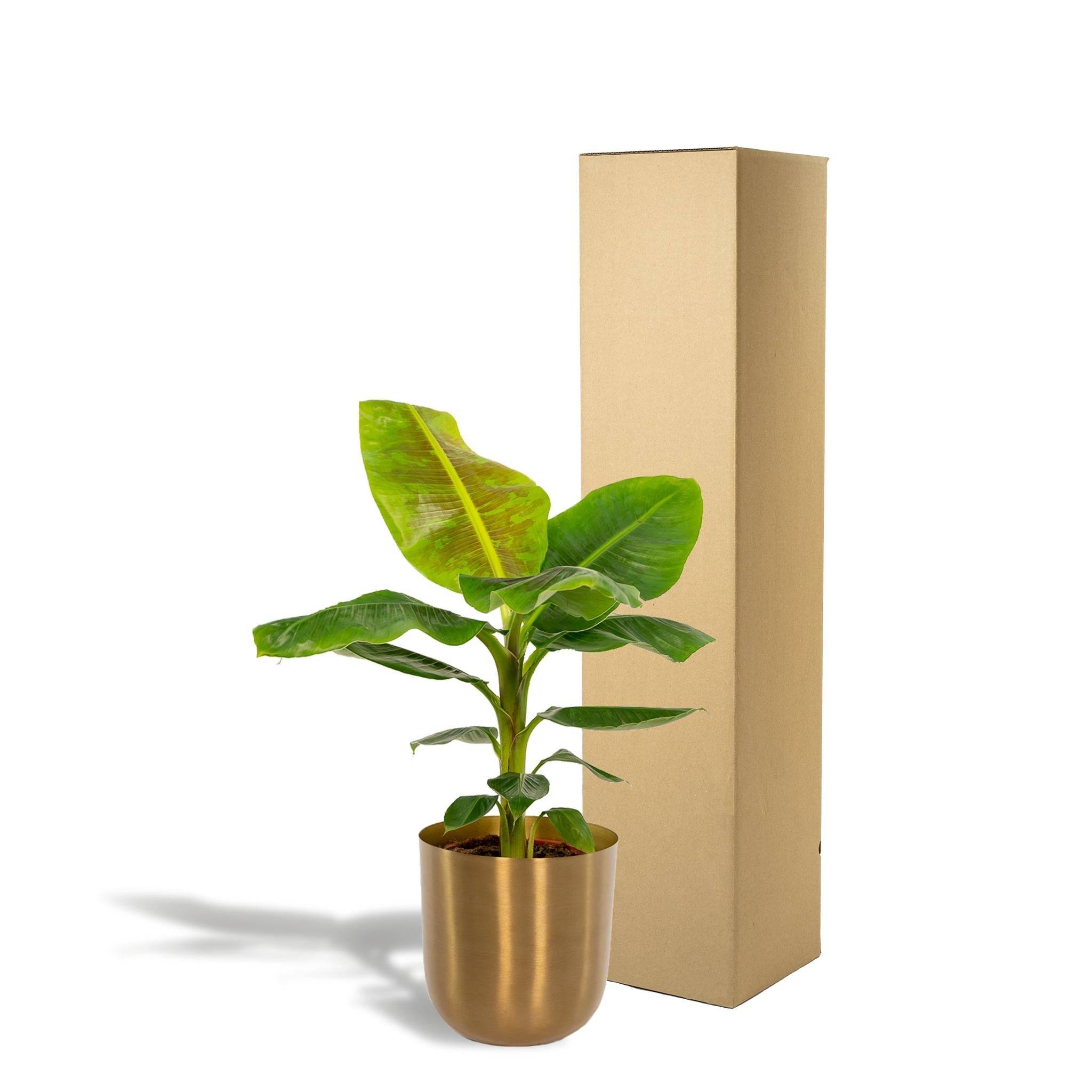 La Green Touch - Musa Dwarf Cavendish - ↨90cm - Ø21cm + Pot Mayk Gold 90cm - Plante d'intérieur- La Green Touch - Imagen 6