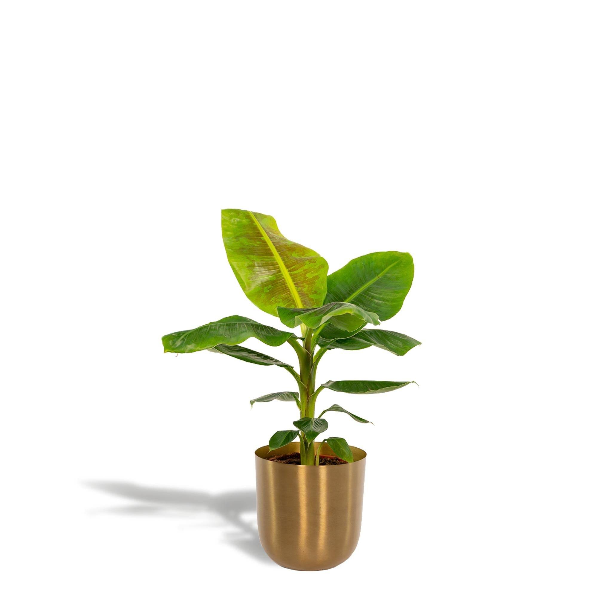 La Green Touch - Musa Dwarf Cavendish - ↨90cm - Ø21cm + Pot Mayk Gold 90cm - Plante d'intérieur- La Green Touch - Imagen 2
