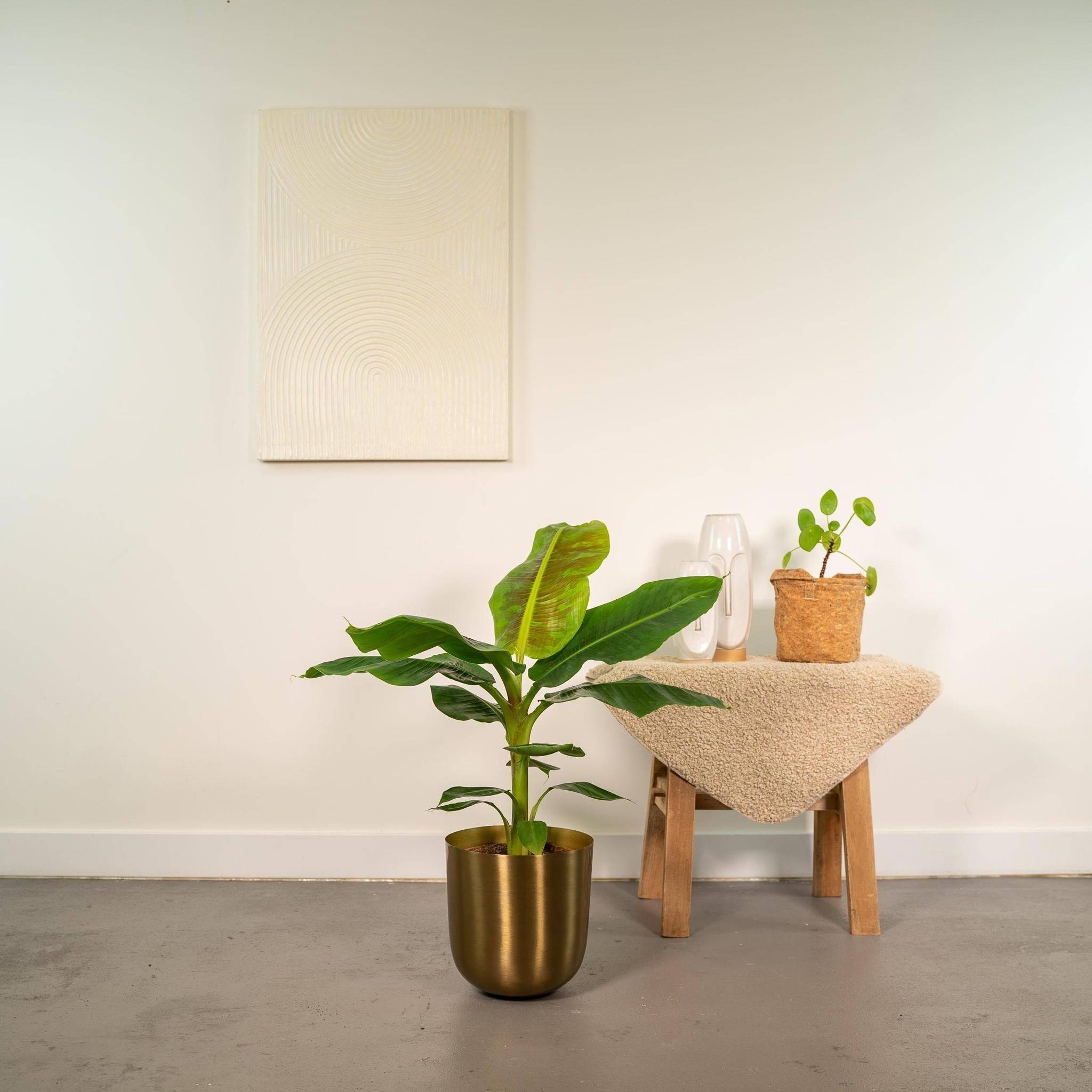 La Green Touch - Musa Dwarf Cavendish - ↨90cm - Ø21cm + Pot Mayk Gold 90cm - Plante d'intérieur- La Green Touch - Imagen 3