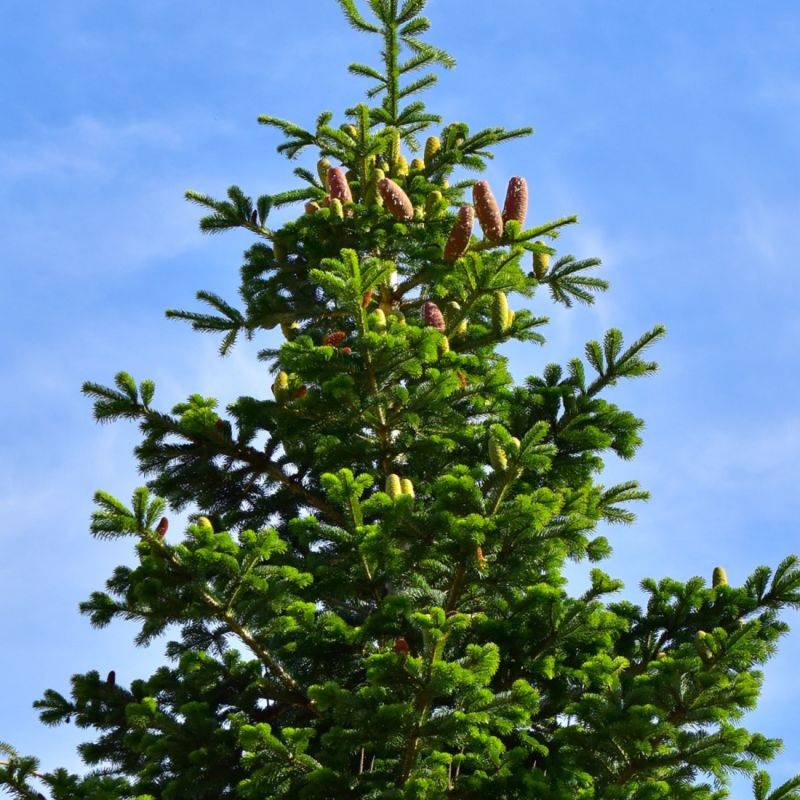 Sapin pectiné (Abies alba) - Godet - Taille 13/25cm - Pépinières Naudet - Imagen 1