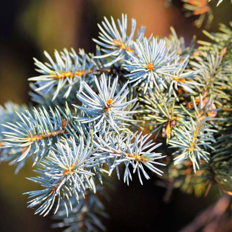 Sapin pectiné (Abies alba) - Godet - Taille 13/25cm - Pépinières Naudet - Imagen 2