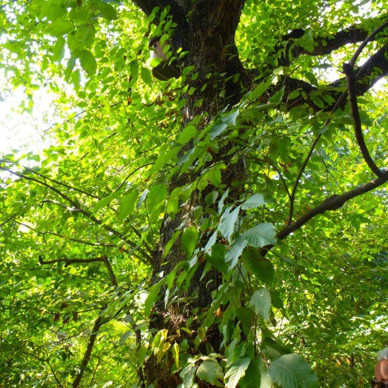 Charme houblon (Ostrya carpinifolia) - Godet - Taille 20/40cm - Pépinières Naudet - Imagen 2