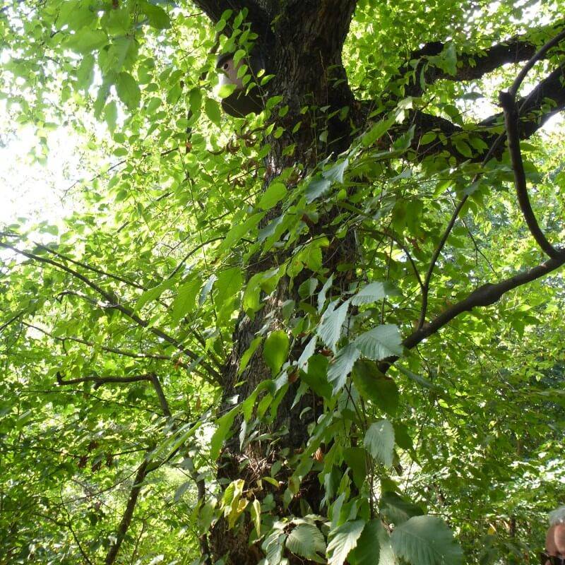 Charme houblon (Ostrya carpinifolia) - Godet - Taille 20/40cm - Pépinières Naudet - Imagen 3