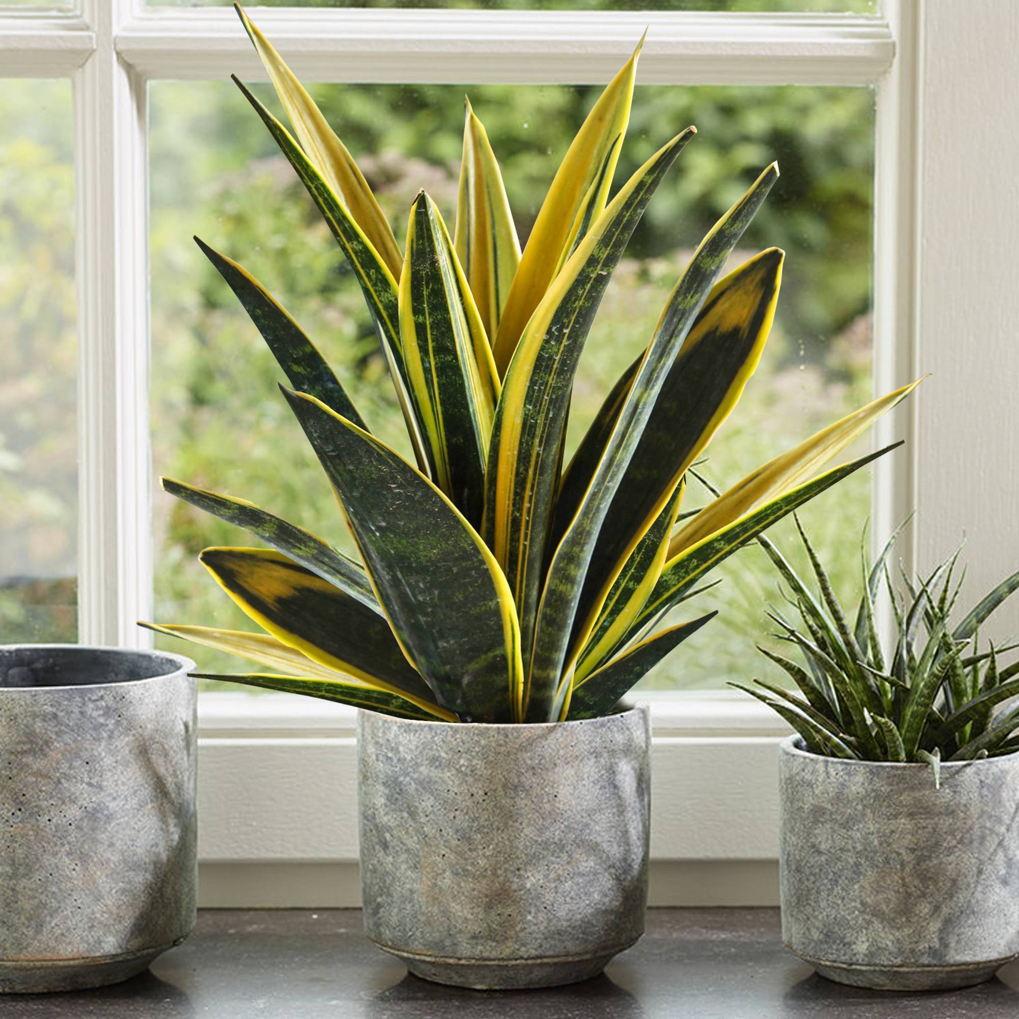 Gardenersdream - Sansevieria Golden Flame De 30 À 40 Cm En Pot | Cadeau Plante Pour La Maison Ou Le Bureau À Vendre - GardenersDream - Imagen 1
