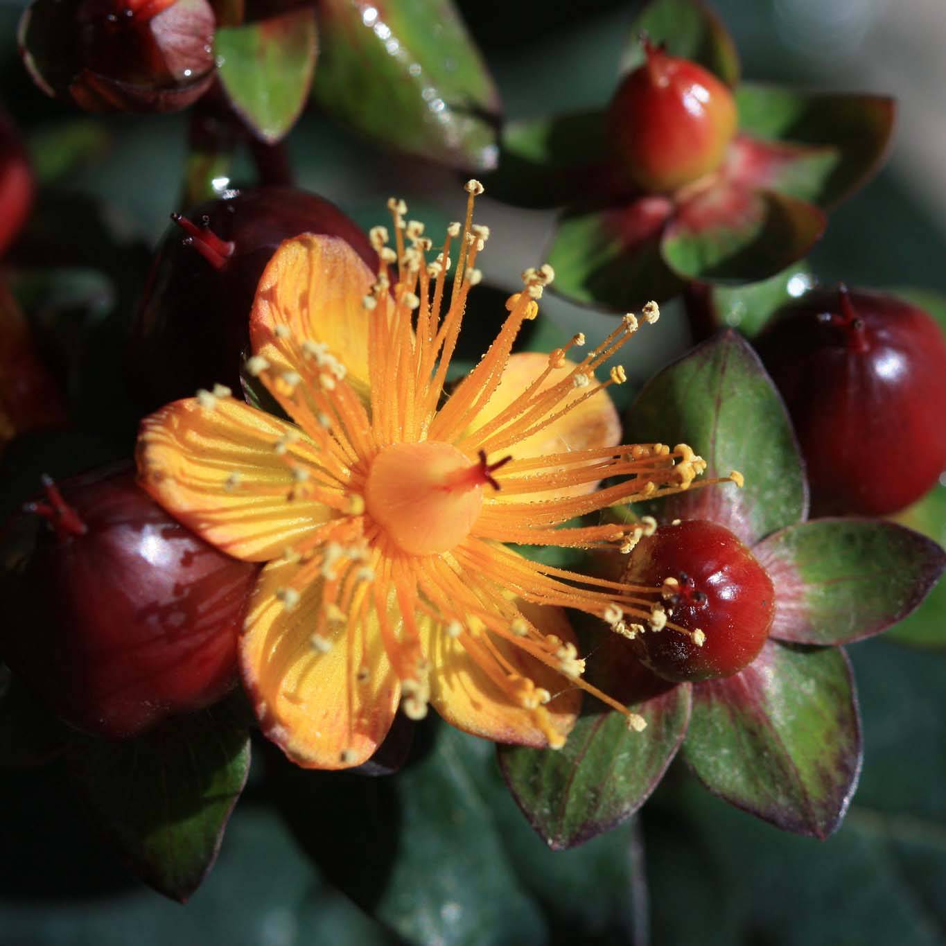 Hypericum inodorum Magical Universe - Millepertuis Pot de 4L/5L - Image 1