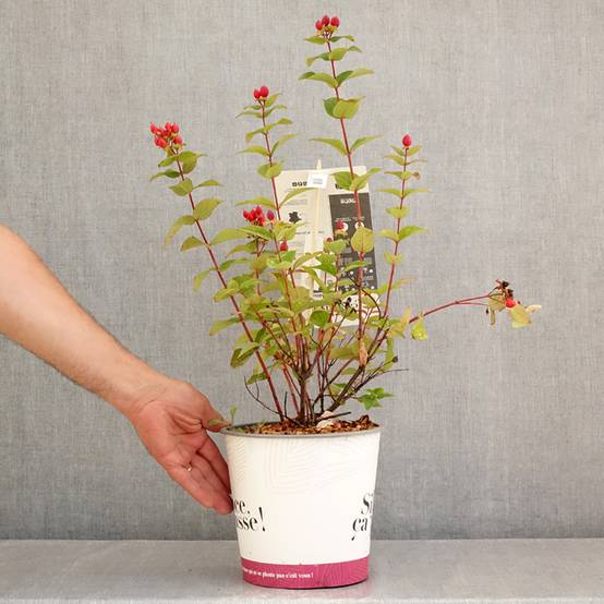 Hypericum inodorum Magical Universe - Millepertuis Pot de 4L/5L - Image 2