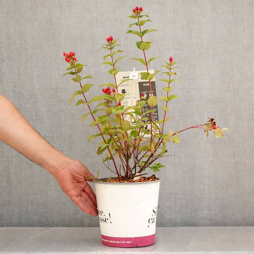 Hypericum inodorum Magical Universe  - Millepertuis Pot de 4L/5L - Image 2
