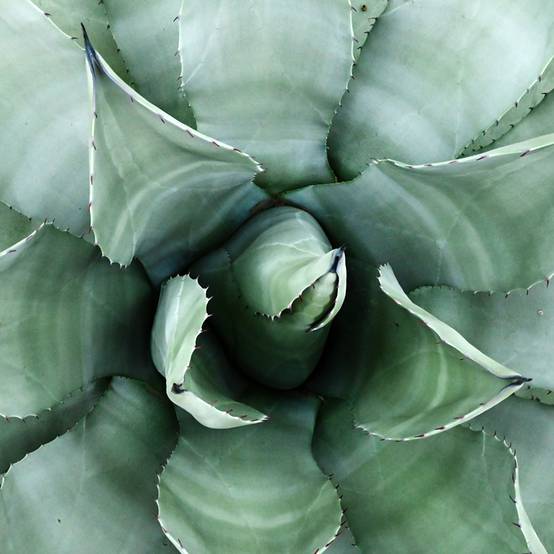 Promesse de Fleurs - Agave parryi neomexicana Pot de 7,5L/10L
