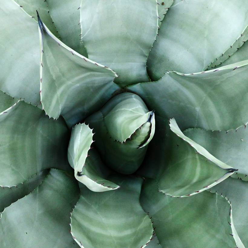 Promesse de Fleurs - Agave parryi neomexicana Pot de 7,5L/10L