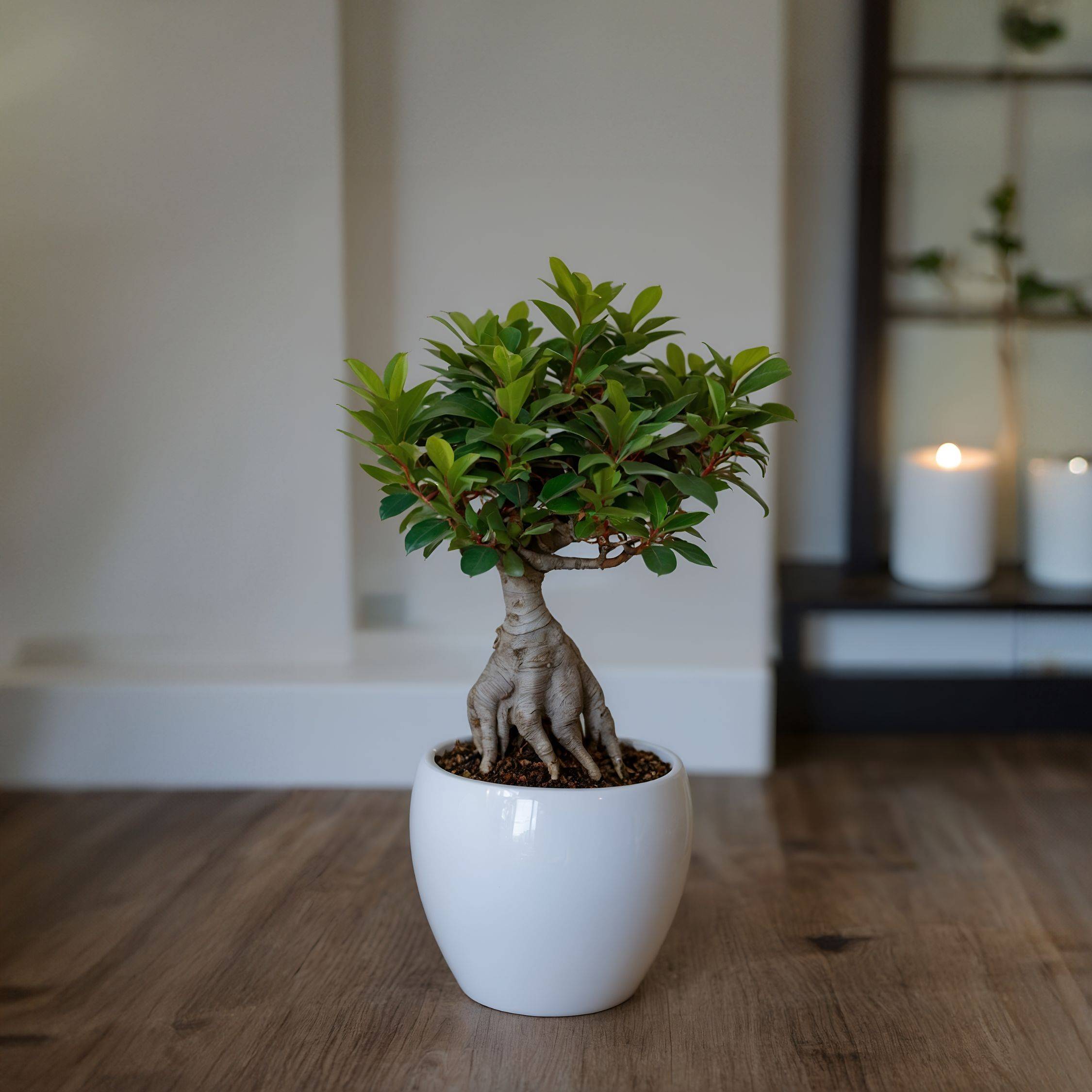 Bonsaï - Set de 4 - Ficus microcarpa - Hauteur 30-40cm - ⌀12cm - Image 3