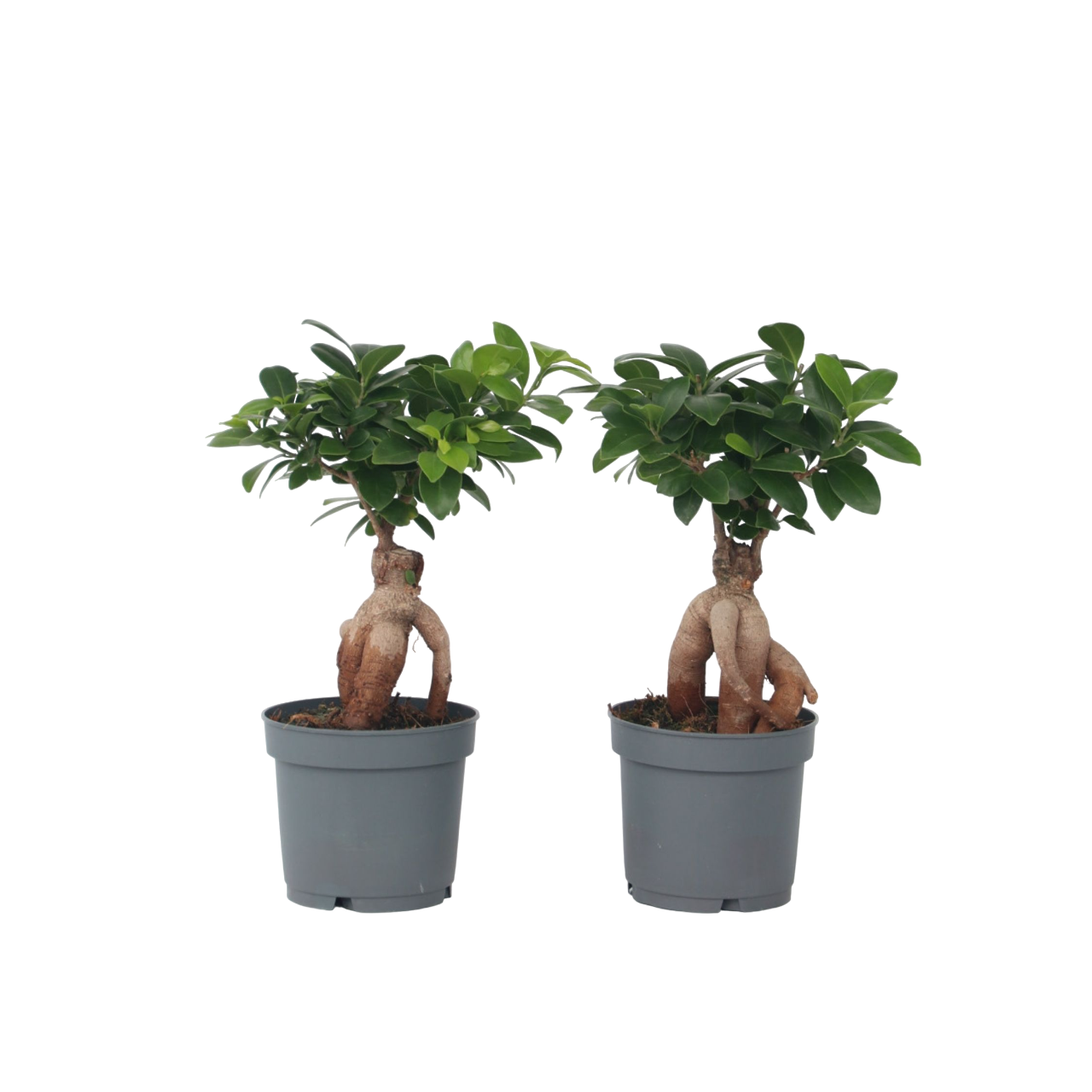 Bonsaï - Set de 4 - Ficus microcarpa - Hauteur 30-40cm - ⌀12cm - Image 1