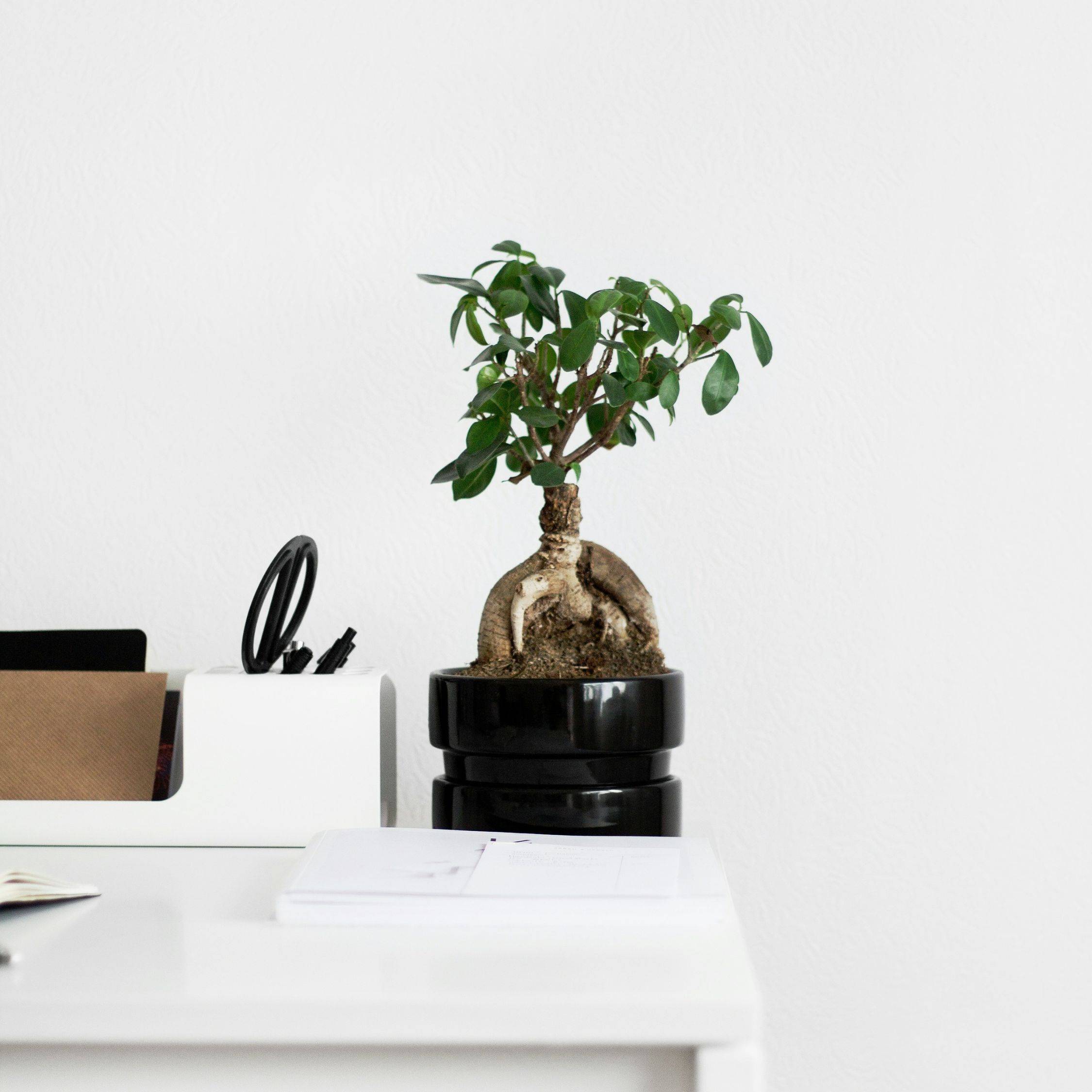 Bonsaï - Set de 4 - Ficus microcarpa - Hauteur 30-40cm - ⌀12cm - Image 2