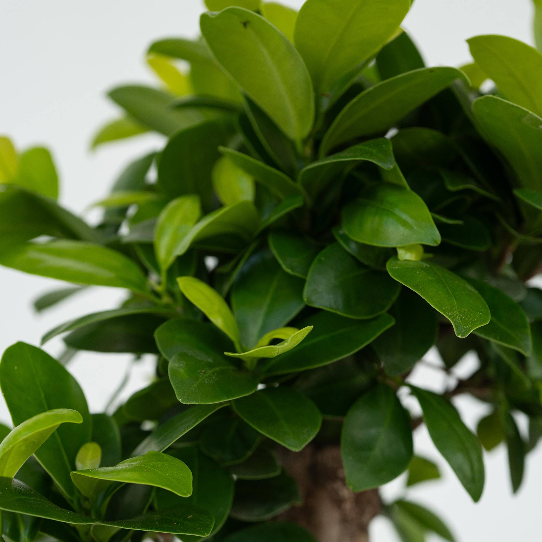 Bonsaï - Set de 4 - Ficus microcarpa - Hauteur 30-40cm - ⌀12cm - Image 5