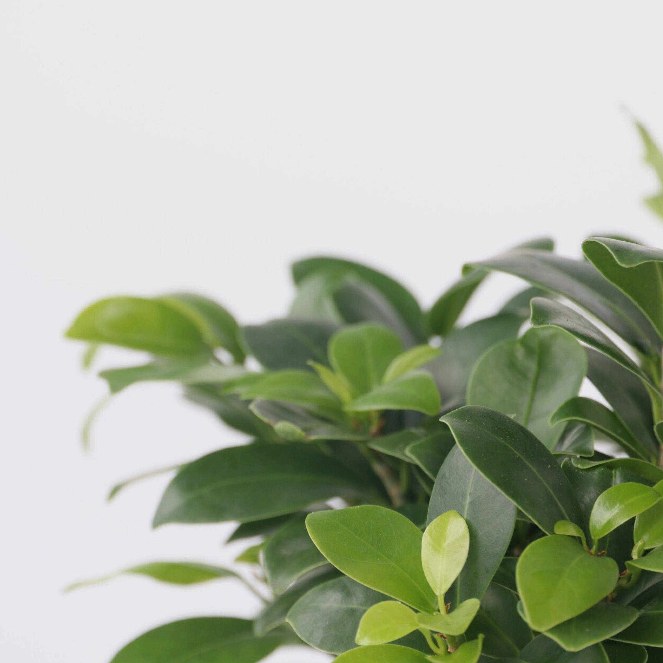 Bonsaï - Set de 4 - Ficus microcarpa - Hauteur 30-40cm - ⌀12cm - Image 4