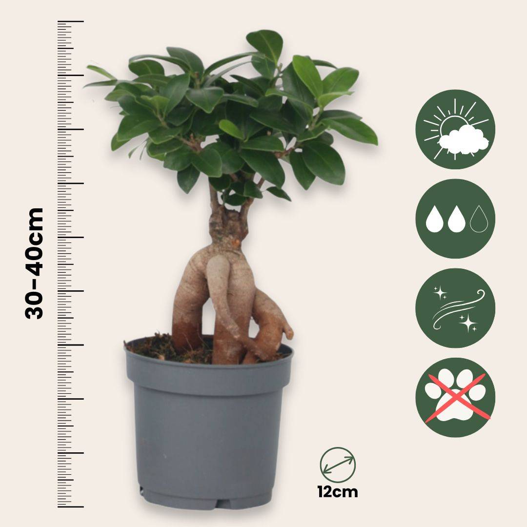 Bonsaï - Set de 4 - Ficus microcarpa - Hauteur 30-40cm - ⌀12cm - Image 6