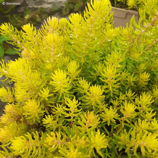 Sedum reflexum Yellow Cushion - Orpin réfléchi Pot de 3L/4L