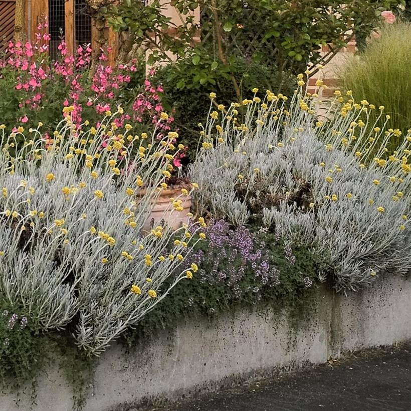 Promesse de Fleurs - Helichrysum italicum Weisses Wunder - Immortelle d'Italie, plante curry Godet de 8/9 cm