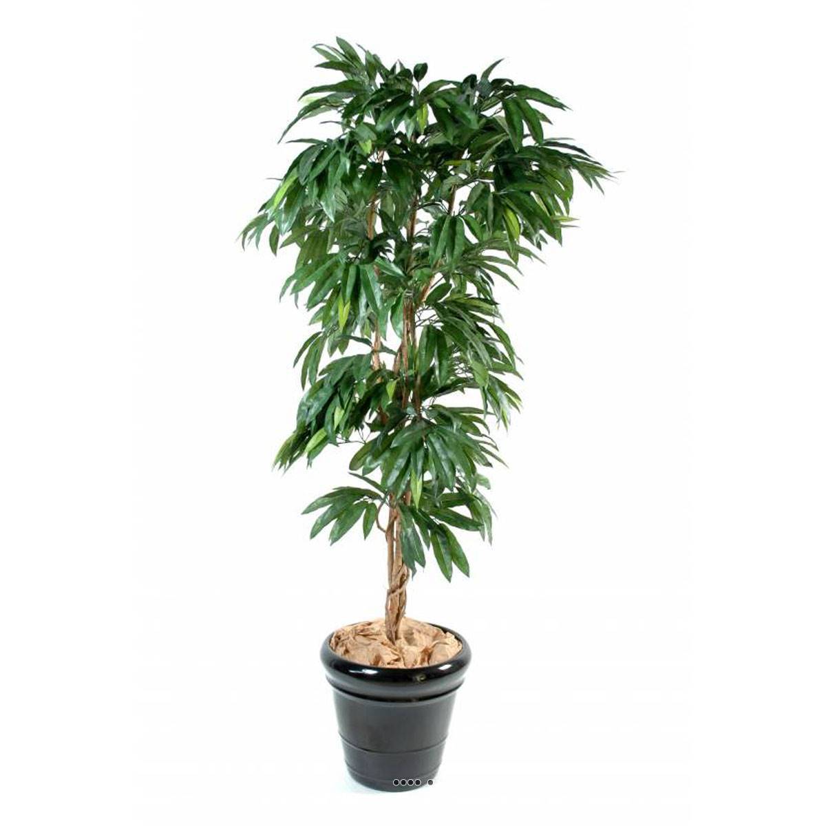 Artificielles - Manguier artificiel en pot 3 troncs en bois naturel Hauteur 180 cm