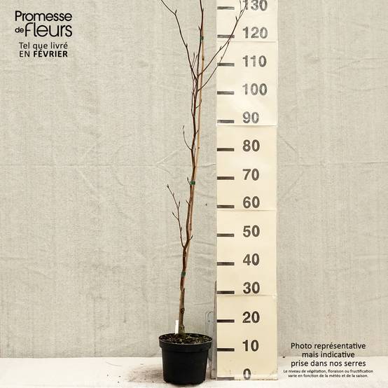 Promesse de Fleurs - Fagus sylvatica Dawyck Purple - Hêtre fastigié pourpre Pot de 2L/3L - Image 1