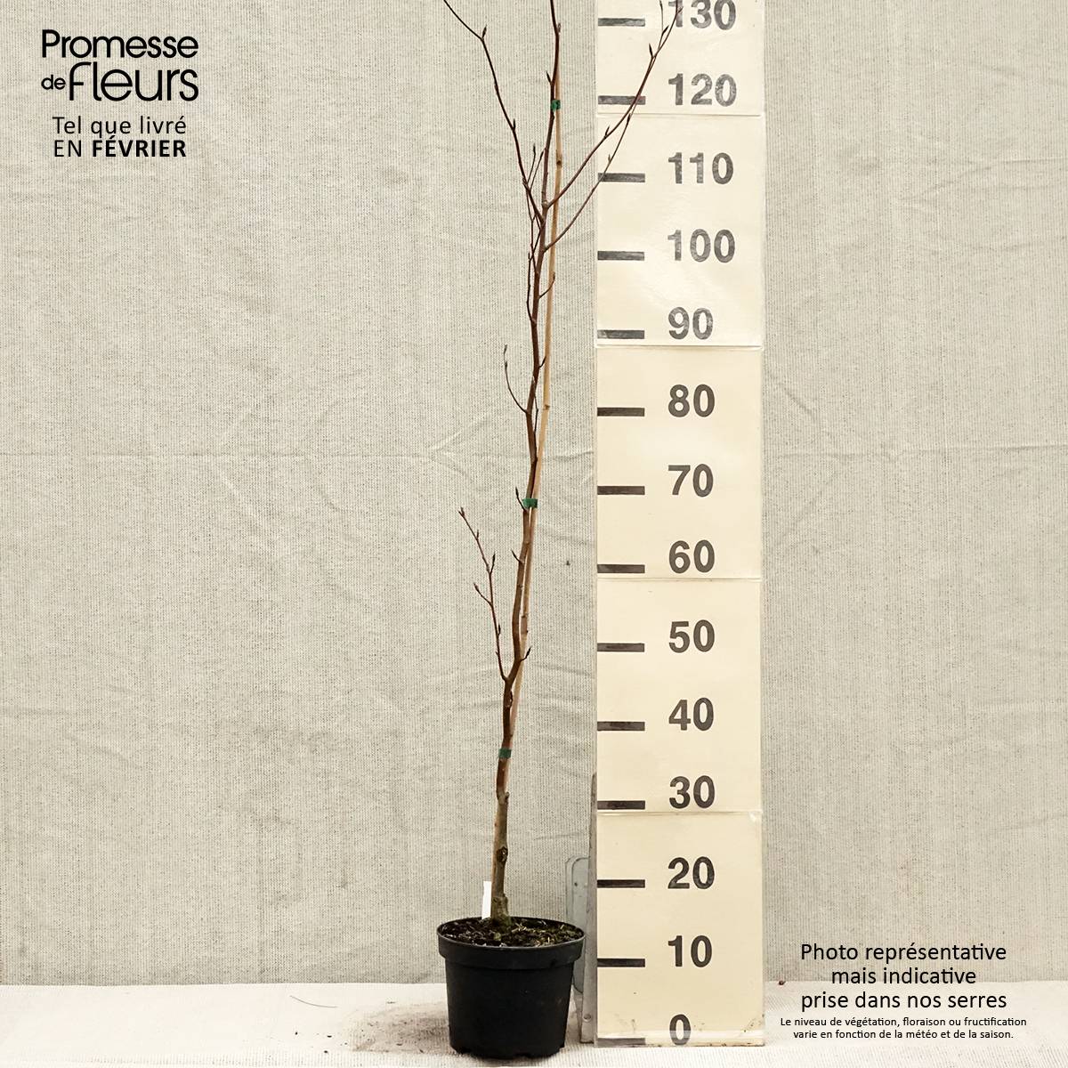 Promesse de Fleurs - Fagus sylvatica Dawyck Purple - Hêtre fastigié pourpre Pot de 2L/3L - Image 1