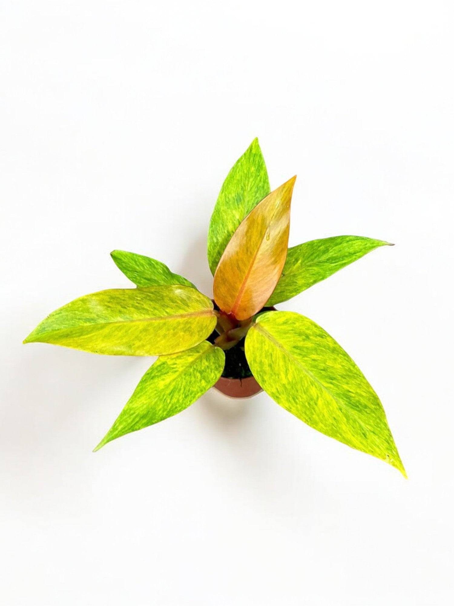 Philodendron Orange Marmalade- La Green Touch - Imagen 2