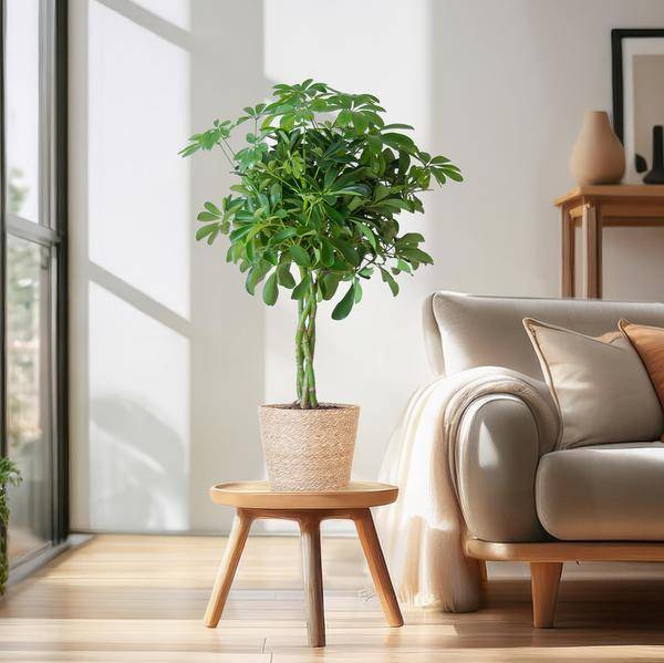 Schefflera Nora et Son Pot - H70cm