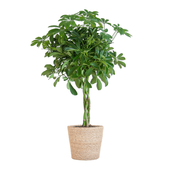 La Green Touch - Schefflera Nora et Son Pot - H70cm - Image 2