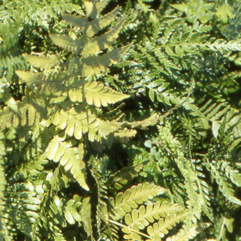 Fougère à sores rouges, Dryopteris - Godet - 5/20 cm