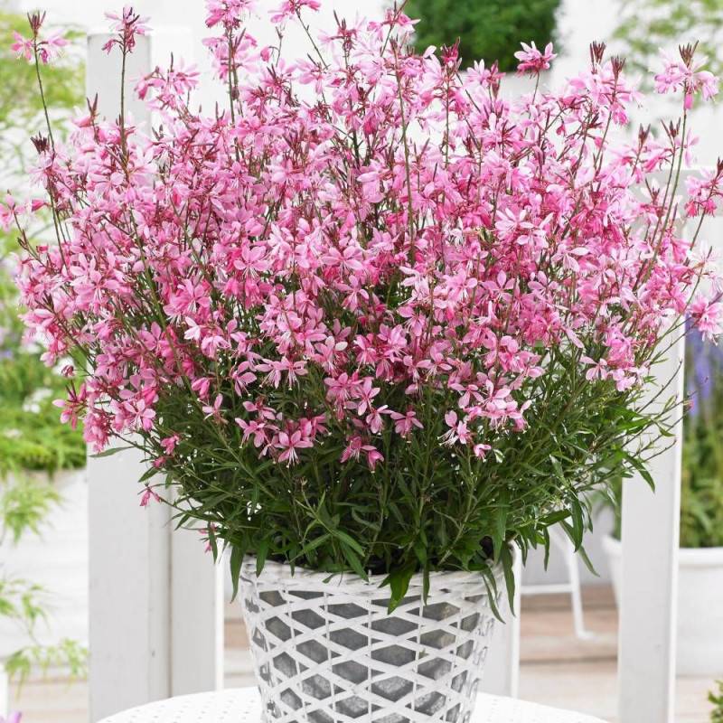Gaura Baby Butterfly® Dark Pink 'URIBLBP' à fleurs Rose - feuillage Caduc - Godet - 5/20 cm-  hauteur à maturité De 0,50 m à 1,00 m - Image 1