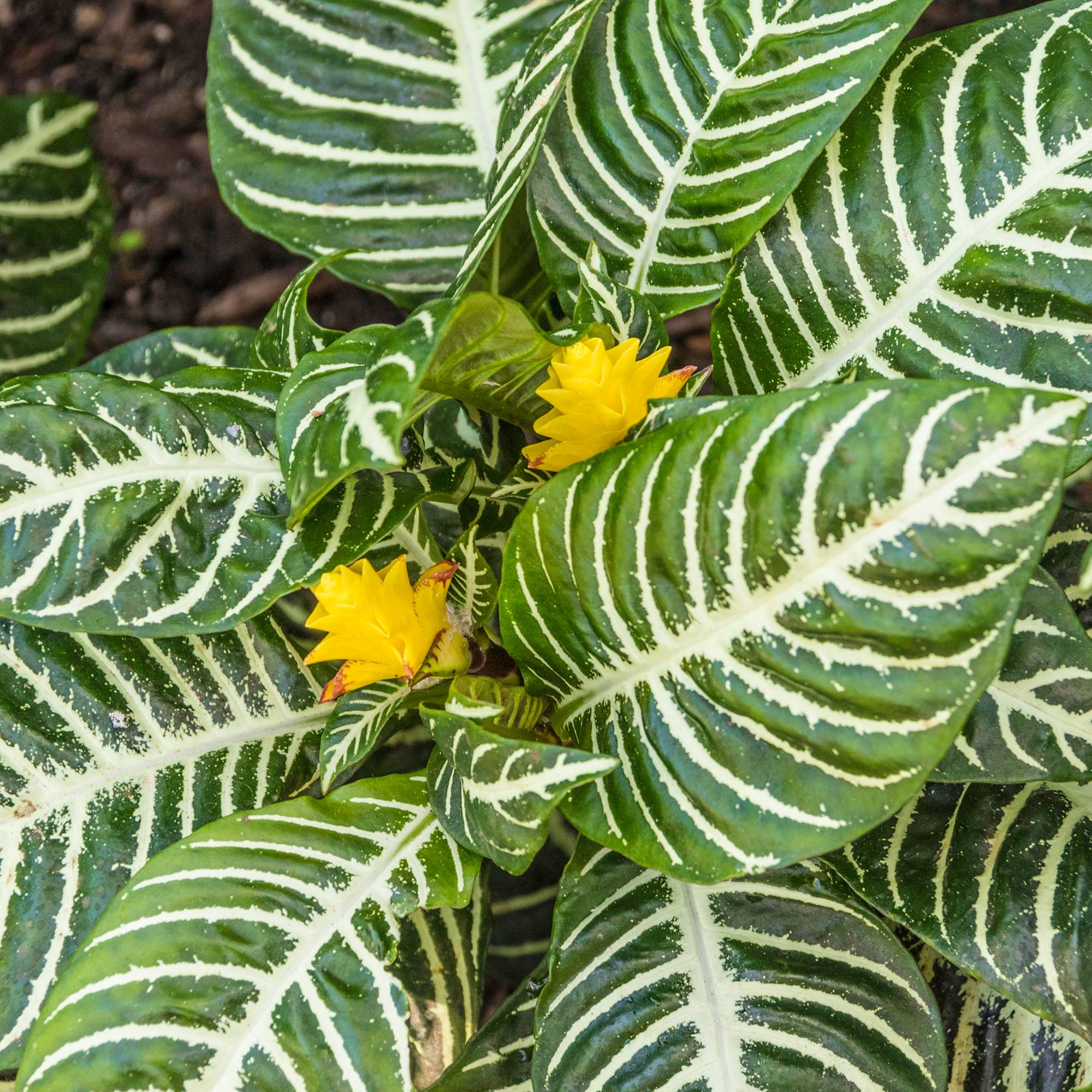 Gardenersdream - Aphelandra Verte – Plante Zèbre | Meilleures Plantes Vertes | Plante En Pot 25-35 Cm  - GardenersDream - Image 1