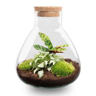 Diy Terrarium - D22 H27cm
