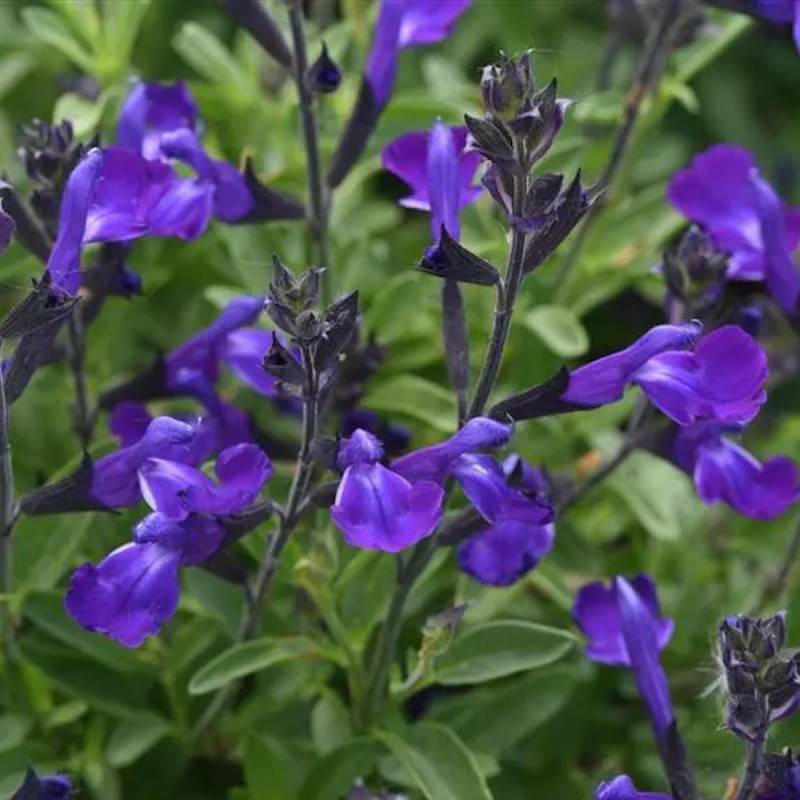 Sauge d'automne Mirage™ Bleu à fleurs Bleue/ - feuillage Caduc - Pot de 3L - 20/40 cm - Imagen 1